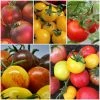 Roots Plants Salad Plants 15 Organic Colourful Tomato Plants