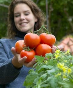 Roots Plants All Vegetable Plants 38 Easy To Grow Vegetable Plants | Ideal For Beginners