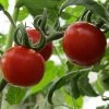 Roots Plants 5 Organic 'Gardeners Delight' Tomato Plants Salad Plants