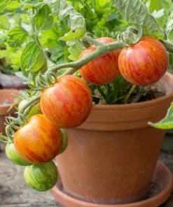 Roots Plants 15 Best Tomato Plants Collection | Growers Choice 9 Roots Plants 15 Best Tomato Plants Collection | Growers Choice