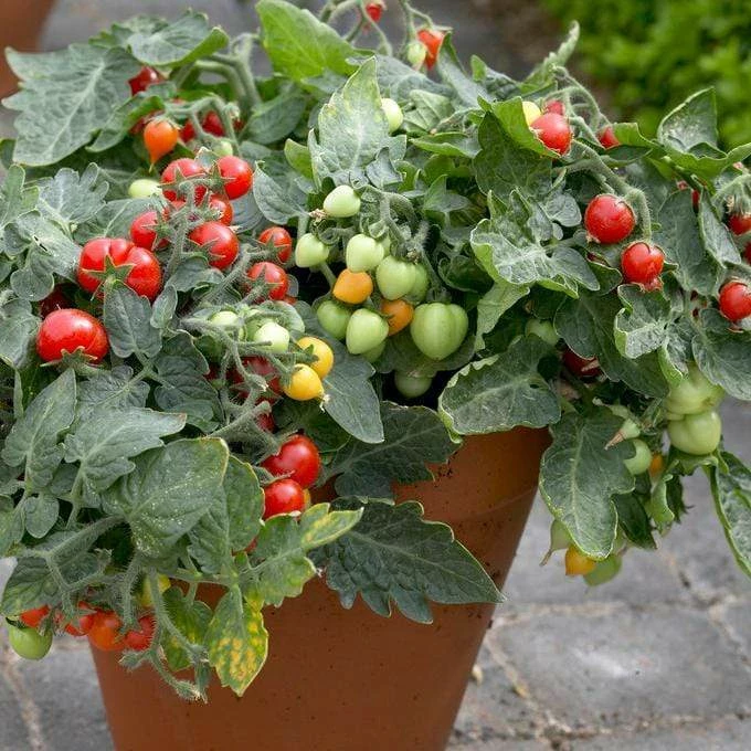 Roots Plants 15 Best Tomato Plants Collection | Growers Choice 4 Roots Plants 15 Best Tomato Plants Collection | Growers Choice