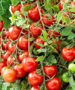 Roots Plants 15 Best Tomato Plants Collection | Growers Choice 11 Roots Plants 15 Best Tomato Plants Collection | Growers Choice