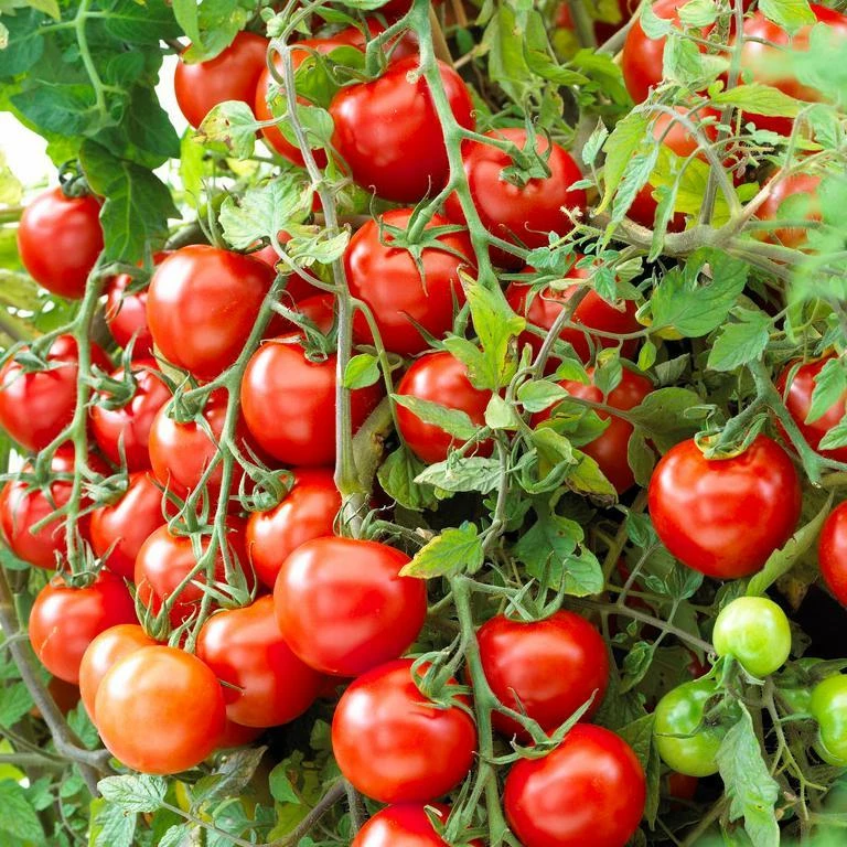 Roots Plants 15 Best Tomato Plants Collection | Growers Choice 7 Roots Plants 15 Best Tomato Plants Collection | Growers Choice