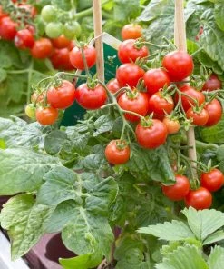 Roots Plants 55 Quick Growing Salad Plants For Pots