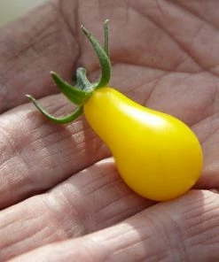 Roots Plants 5 Organic 'Yellow Pear' Tomato Plants