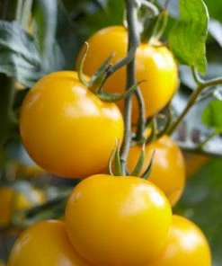 Roots Plants Salad Plants 5 Organic 'Golden Sunrise' Tomato Plants