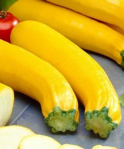 Roots Plants 3 Organic 'Atena Polka' Yellow Courgette Plants Courgettes 11 Roots Plants 3 Organic 'Atena Polka' Yellow Courgette Plants Courgettes