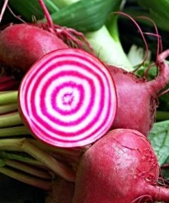 Roots Plants 10 Autumn 'Chioggia' Beetroot