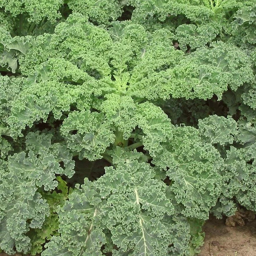 Roots Plants 10 Green Curled Dwarf Borecole Kale Brassicas & Leafy Greens 4 Roots Plants 10 Green Curled Dwarf Borecole Kale Brassicas & Leafy Greens