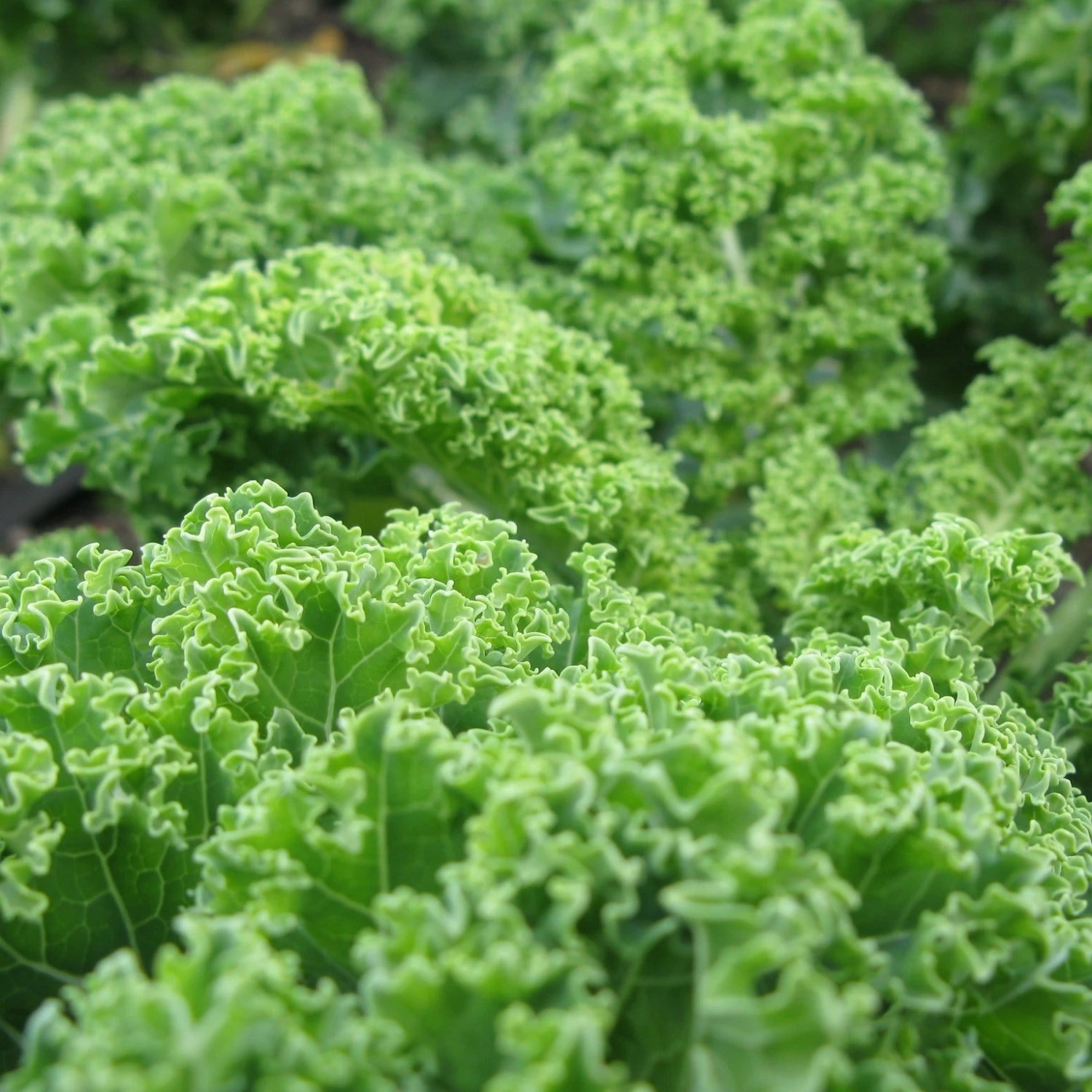 Roots Plants 10 Green Curled Dwarf Borecole Kale Brassicas & Leafy Greens 5 Roots Plants 10 Green Curled Dwarf Borecole Kale Brassicas & Leafy Greens