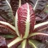 Roots Plants 10 Autumn 'Rossa Di Treviso' Chicory 2 Roots Plants 10 Autumn 'Rossa Di Treviso' Chicory