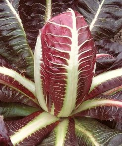 Roots Plants 10 Autumn 'Rossa Di Treviso' Chicory