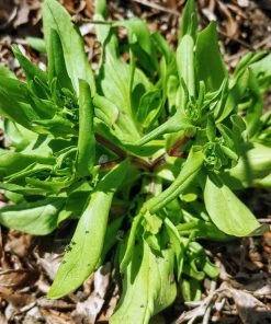 Roots Plants 10 Autumn 'Verte De Cambrai' Corn Salad