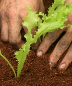 Roots Plants 10 Autumn 'Pancalieri' Endive All Vegetable Plants 7 Roots Plants 10 Autumn 'Pancalieri' Endive All Vegetable Plants