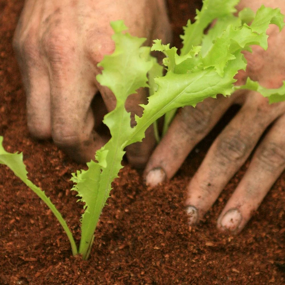 Roots Plants 10 Autumn 'Pancalieri' Endive All Vegetable Plants 5 Roots Plants 10 Autumn 'Pancalieri' Endive All Vegetable Plants