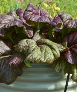 Roots Plants All Vegetable Plants 10 Autumn Giant Red Mustard 9 Roots Plants All Vegetable Plants 10 Autumn Giant Red Mustard