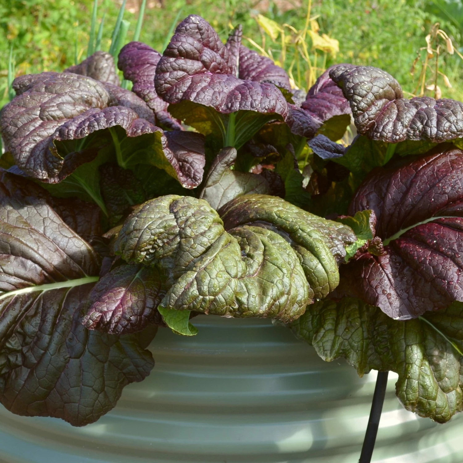Roots Plants All Vegetable Plants 10 Autumn Giant Red Mustard 5 Roots Plants All Vegetable Plants 10 Autumn Giant Red Mustard