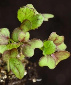 Roots Plants All Vegetable Plants 10 Autumn Giant Red Mustard 10 Roots Plants All Vegetable Plants 10 Autumn Giant Red Mustard