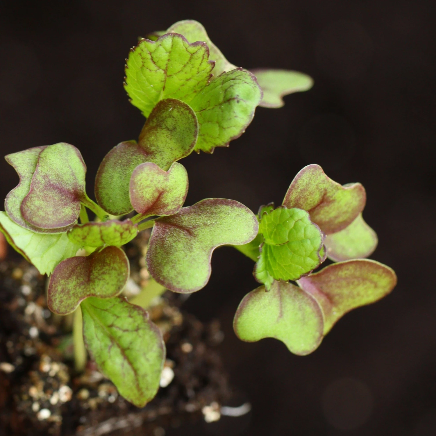 Roots Plants All Vegetable Plants 10 Autumn Giant Red Mustard 6 Roots Plants All Vegetable Plants 10 Autumn Giant Red Mustard