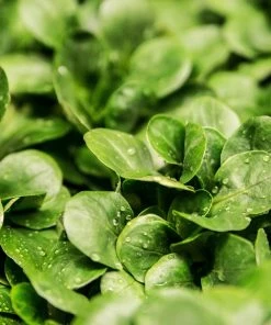 Roots Plants All Vegetable Plants 10 Autumn Land Cress