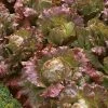 Roots Plants 10 Autumn 'Marvel Of Four Seasons' Lettuce
