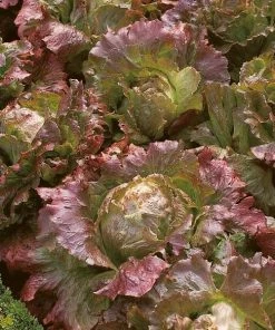 Roots Plants 10 Autumn 'Marvel Of Four Seasons' Lettuce
