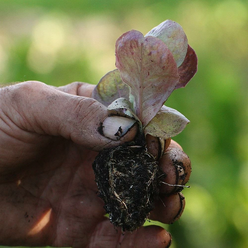 Roots Plants 10 Autumn 'Marvel Of Four Seasons' Lettuce 4 Roots Plants 10 Autumn 'Marvel Of Four Seasons' Lettuce