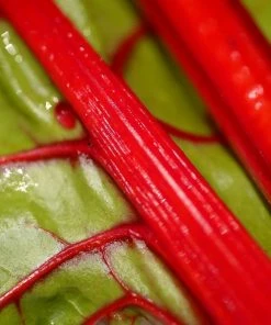 Roots Plants All Vegetable Plants 10 Rhubarb Chard