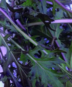 Roots Plants 10 Autumn 'Red Knight' Mizuna