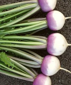 Roots Plants 10 Autumn 'Sweetbell' Turnip
