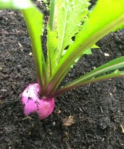 Roots Plants 10 Autumn 'Sweetbell' Turnip