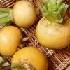 Roots Plants All Vegetable Plants 10 Autumn 'Golden Ball' Turnip