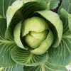 Roots Plants Brassicas & Leafy Greens 10 'Wintergreen' Cabbage 2 Roots Plants Brassicas & Leafy Greens 10 'Wintergreen' Cabbage