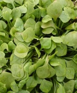 Roots Plants 10 Winter Purslane