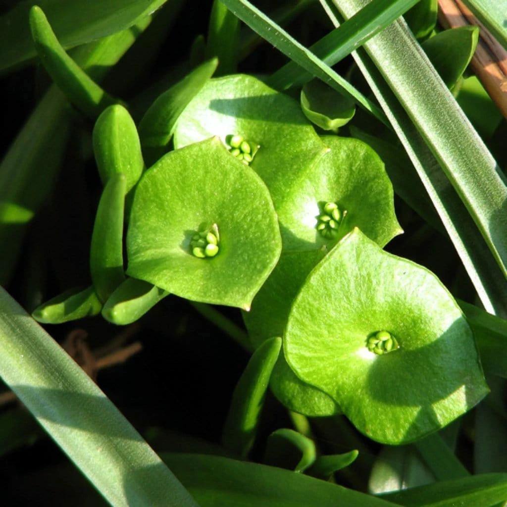 Roots Plants 10 Winter Purslane 4 Roots Plants 10 Winter Purslane