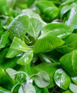 Roots Plants 10 Winter Purslane 7 Roots Plants 10 Winter Purslane