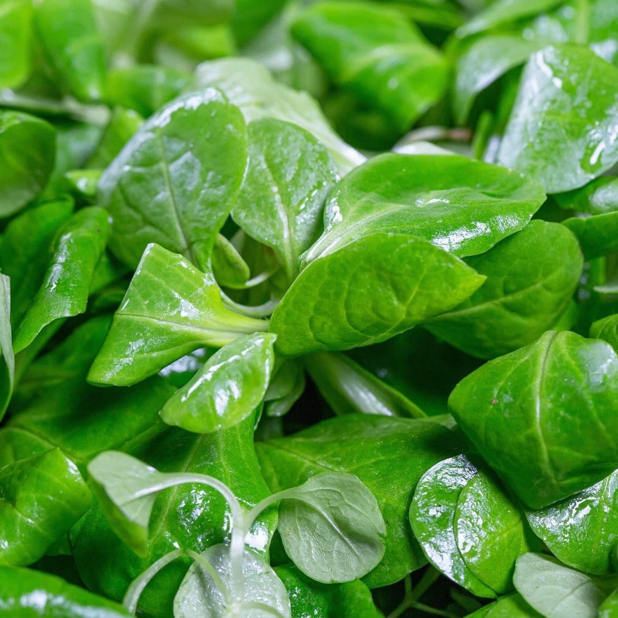 Roots Plants 10 Winter Purslane 5 Roots Plants 10 Winter Purslane