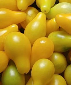 Roots Plants 5 Organic 'Yellow Pear' Tomato Plants