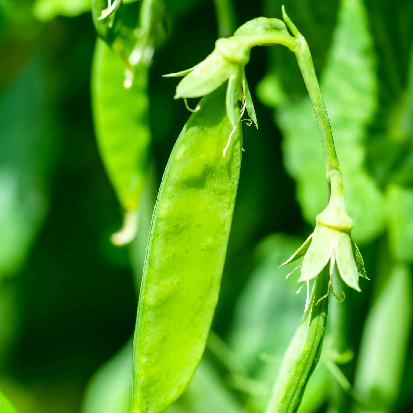 Roots Plants 10 Organic 'Carouby De Mausasane' Mangetout Pea Plants 4 Roots Plants 10 Organic 'Carouby De Mausasane' Mangetout Pea Plants