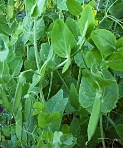 Roots Plants 10 Organic 'Carouby De Mausasane' Mangetout Pea Plants 11 Roots Plants 10 Organic 'Carouby De Mausasane' Mangetout Pea Plants
