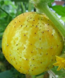 Roots Plants 3 Organic 'Crystal Lemon' Cucumber Plants Cucumbers