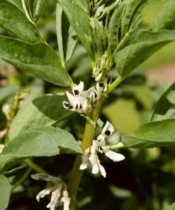 Roots Plants 10 Organic 'Aquadulce Claudia' Broad Bean Plants Peas & Beans 12 Roots Plants 10 Organic 'Aquadulce Claudia' Broad Bean Plants Peas & Beans