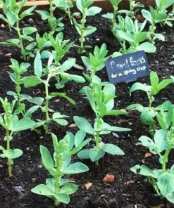 Roots Plants 10 Organic 'Aquadulce Claudia' Broad Bean Plants Peas & Beans