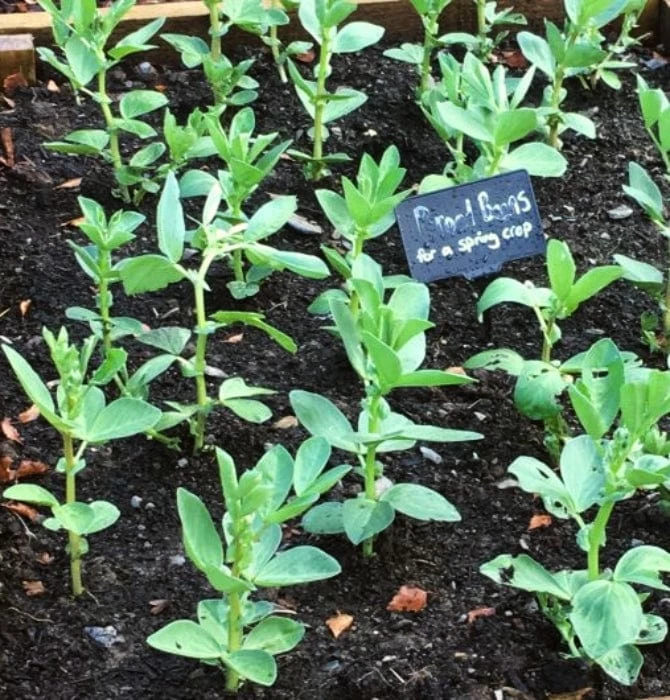 Roots Plants 10 Organic 'Aquadulce Claudia' Broad Bean Plants Peas & Beans 4 Roots Plants 10 Organic 'Aquadulce Claudia' Broad Bean Plants Peas & Beans