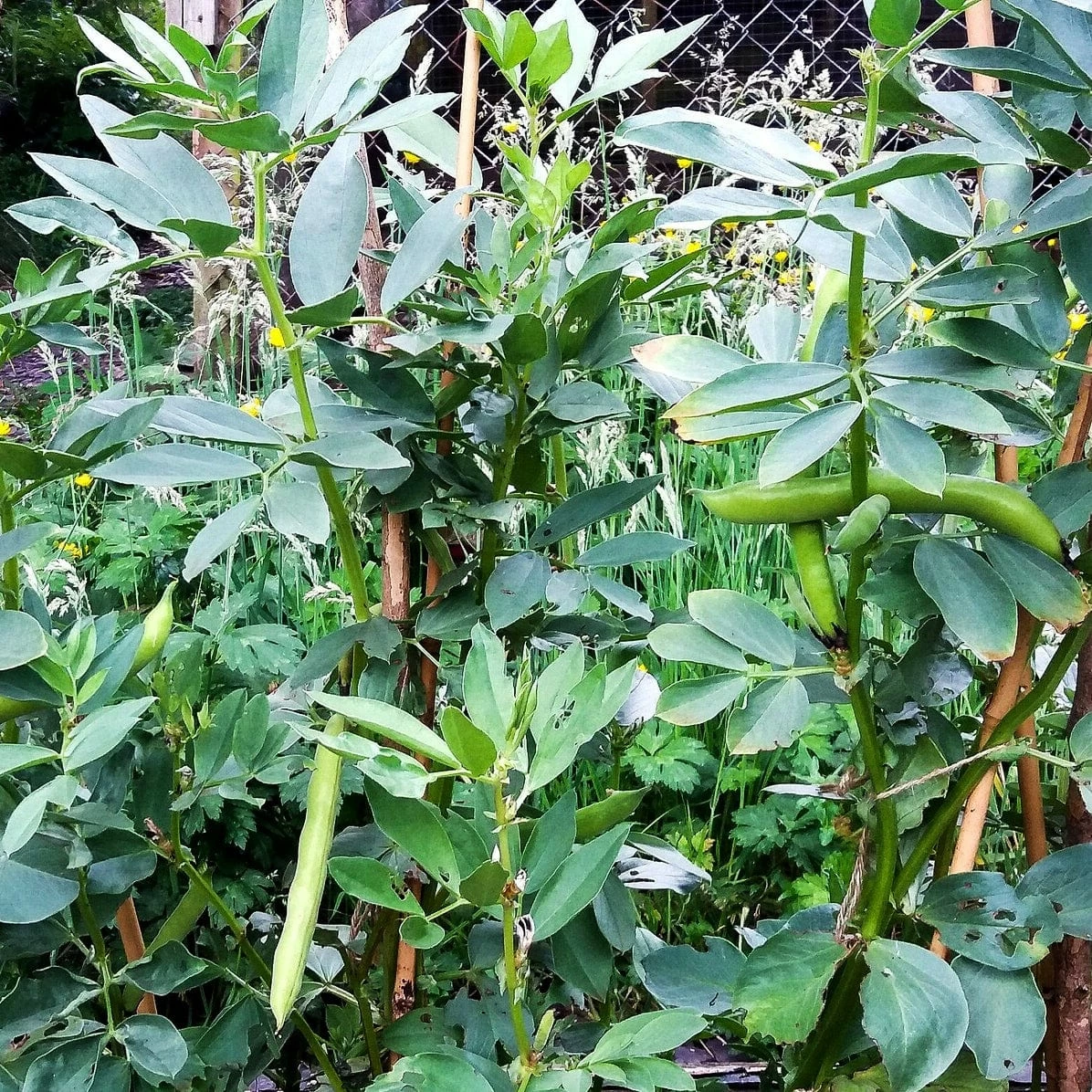 Roots Plants 10 Organic 'Aquadulce Claudia' Broad Bean Plants Peas & Beans 7 Roots Plants 10 Organic 'Aquadulce Claudia' Broad Bean Plants Peas & Beans