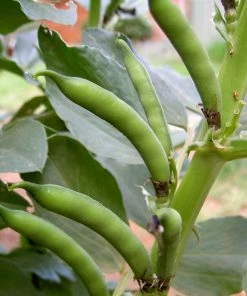 Roots Plants 10 Organic 'Aquadulce Claudia' Broad Bean Plants Peas & Beans 15 Roots Plants 10 Organic 'Aquadulce Claudia' Broad Bean Plants Peas & Beans