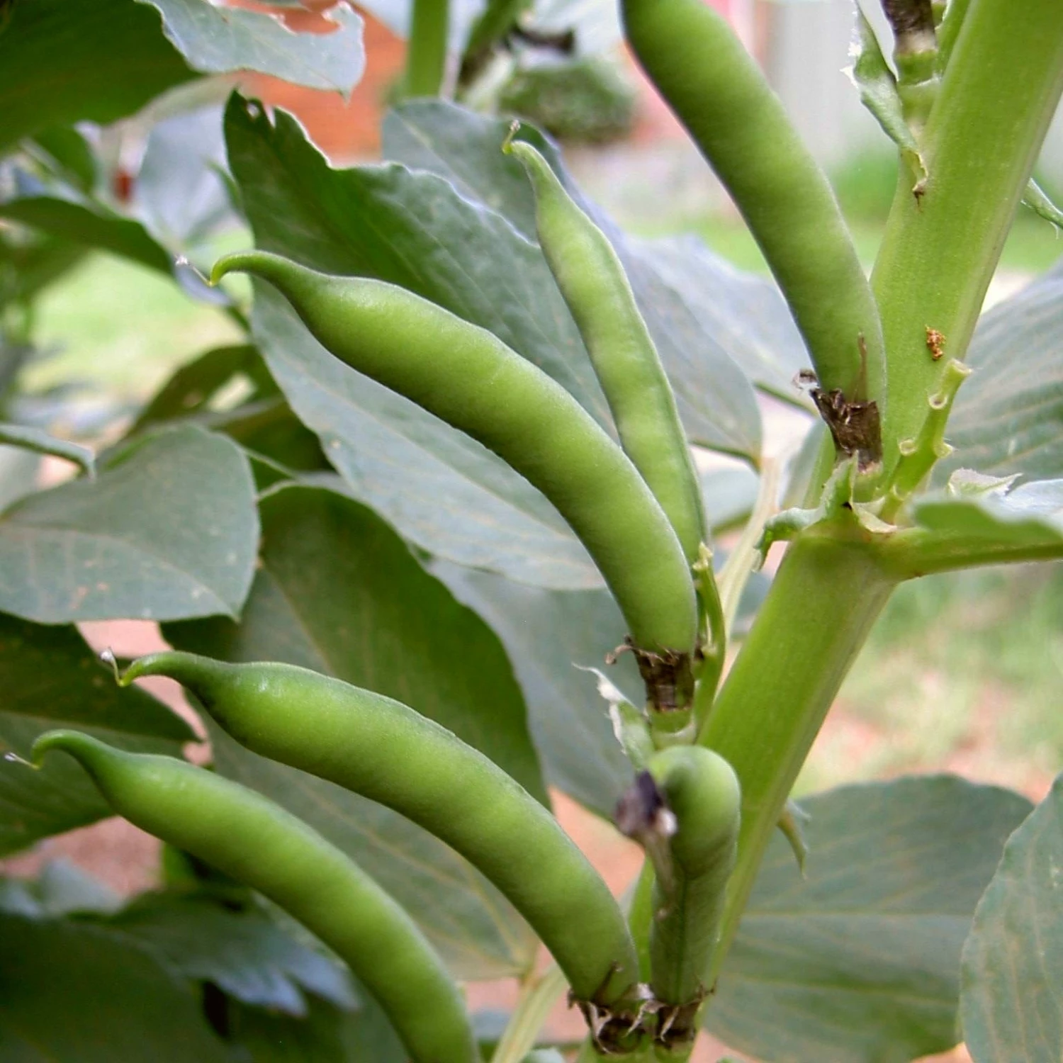 Roots Plants 10 Organic 'Aquadulce Claudia' Broad Bean Plants Peas & Beans 8 Roots Plants 10 Organic 'Aquadulce Claudia' Broad Bean Plants Peas & Beans