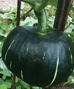 Roots Plants Root Vegetables 3 Organic'Buttercup' Winter Squash Plants