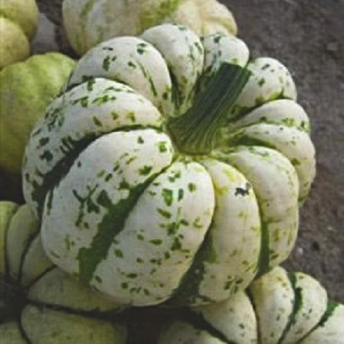 Roots Plants 3 Organic 'Sweet Dumpling' Winter Squash Plants 5 Roots Plants 3 Organic 'Sweet Dumpling' Winter Squash Plants