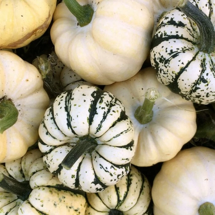 Roots Plants 3 Organic 'Sweet Dumpling' Winter Squash Plants 4 Roots Plants 3 Organic 'Sweet Dumpling' Winter Squash Plants